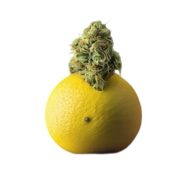 Noyes Haze